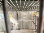 Lutino cockatiel