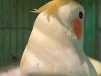 Lutino Cockatiel