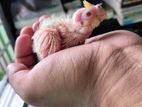 Lutino Cockatiel