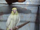 Lutino Cockatiel