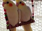 Lutino Cockatiel