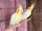 Lutino Cockatiel