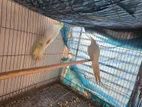 Lutino cockatiel