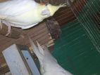 Lutino Cockatiel for sale