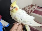 Lutino cockatiel