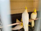 Lutino Cockatiel