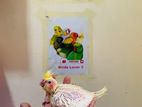 Lutino Cockatiel