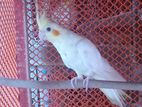 Lutino cockatiel for sell