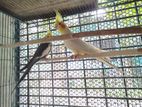 Lutino Cockatiel Male And Gray