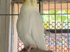 Lutino Cockatiel Male