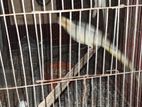 Lutino Cockatiel Master Pair