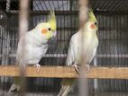 Lutino Cockatiel Master Pair