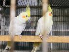Lutino Cockatiel Master Pair