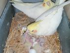 Lutino Cockatiel Master pair ককাটেল