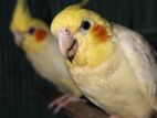 Lutino Cockatiel Pair Dna