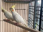 Lutino Cockatiel Pair