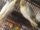 Lutino Cockatiel Pair