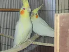 Lutino Cockatiel Pair