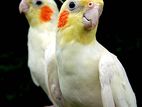 Lutino cockatiel pair