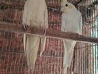Lutino Cockatiel Pf