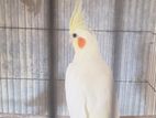 Lutino cockatiel red eyes 2 ta male big size sell hoby