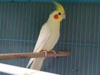 Lutino cockatiel running male