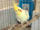 Lutino Cockatiel Running Pair