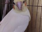 Lutino Cockatiel running pair for sell