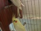 Lutino Cockatiel Running Pair/Male/Female