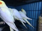 Lutino Cockatiel self feed baby half tame