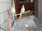 Lutino cockatiel Sell hobe