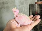Lutino cockatiel tame size baby