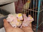 Lutino Cockatiel Tem Baby