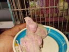 Lutino Cockatiel Tem Baby