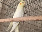 Lutino cockatiel with light pear shade self feed baby