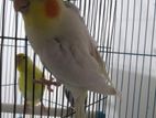 Lutino Cockatiel For Sell