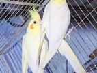 lutino cocktail breeding pair