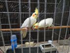 Lutino Cokatail Running Pair.