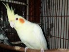 Lutino Female