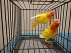 Lutino fischer red eye love bird / lovebird males