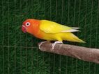 Lutino Fisher Adult Female