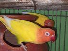 Lutino Fisher Raning Pair