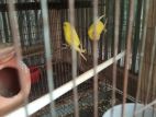 Lutino bird