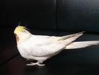 Lutino cockatail sell