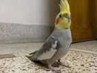 Lutino gray male bird for sell