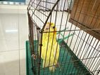 Lutino Heavy Pearl Red Eye Bird