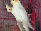 Lutino Cockatiel Big Size