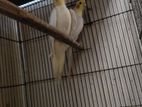 Lutino Cockatiel For Sell