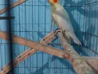 Lutino Light Pearl Cockatiel