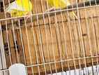 Lutino Love Bird Basai Dim Bacca Kora Running Fair